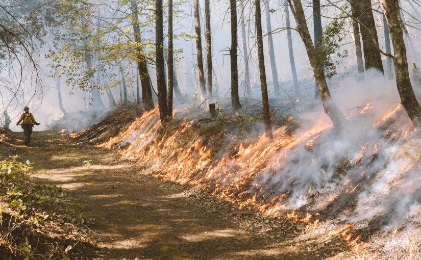 Good Fire: Indigenous Cultural Burns Renew Life