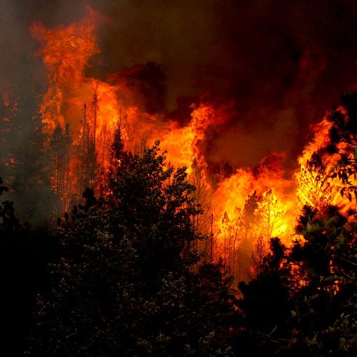 Nature’s Phoenix: Fire As Medicine | Chad Hanson and Frank Kanawha Lake
