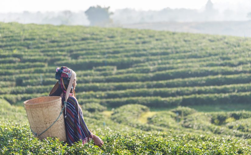 Regenerative Agriculture Means Transforming the Relationship Between Women and Food