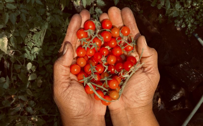 My Vision for American Agriculture