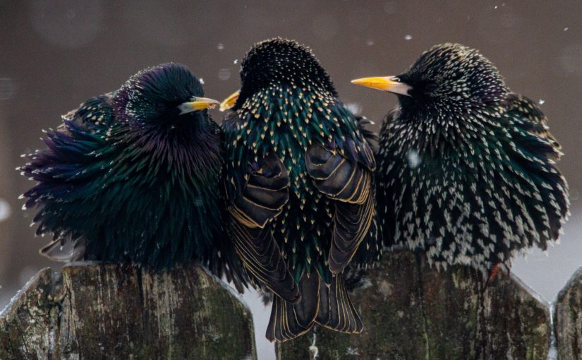 Starlings, Infinity, and the Kith of Kinship | Lyanda Fern Lynn Haupt