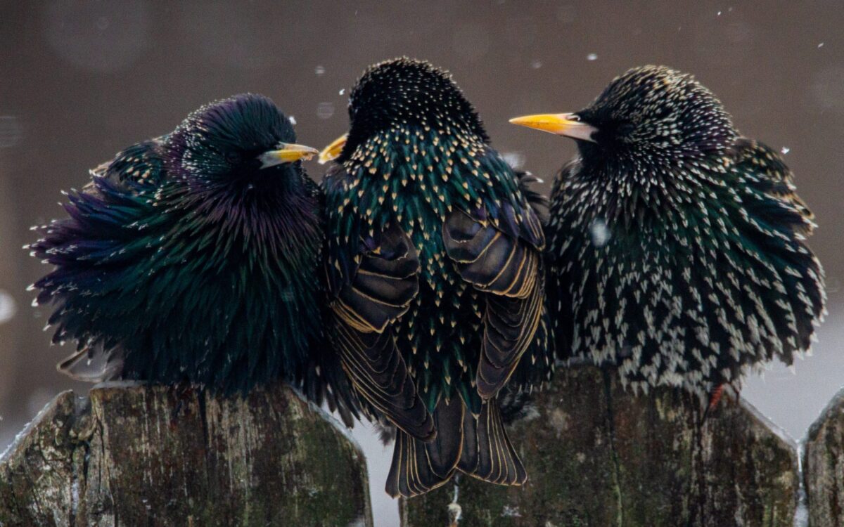 Starlings, Infinity, and the Kith of Kinship | Lyanda Fern Lynn Haupt