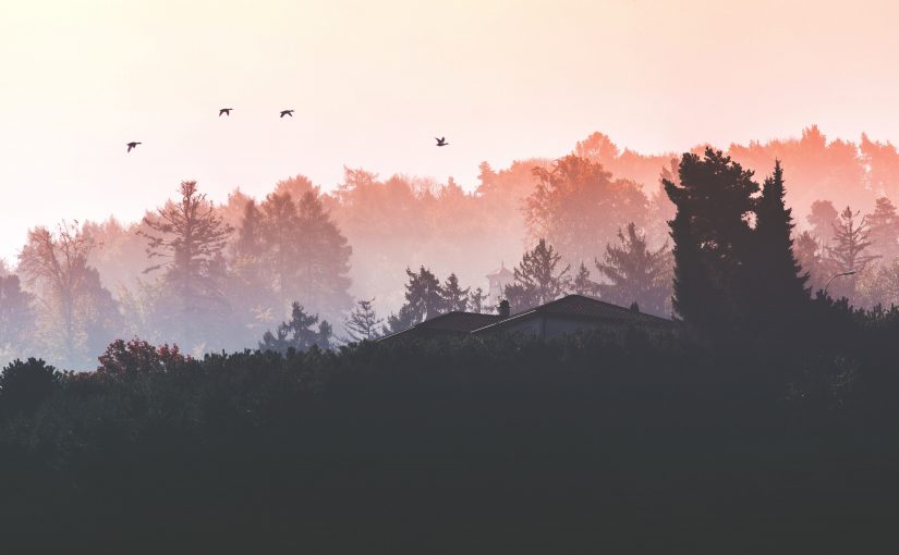 The Arbornaut – A Life Discovering the Eighth Continent in the Trees Above Us
