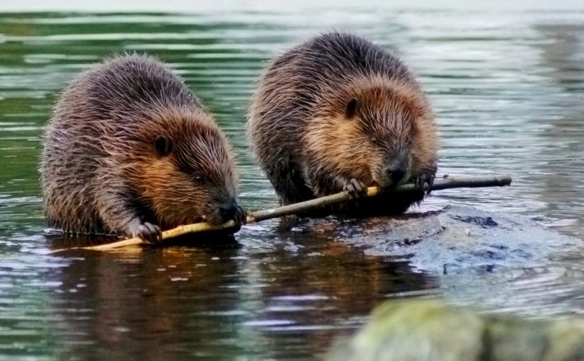 Beaver Believer: How Massive Rodents Could Restore Landscapes and Ecosystems At Scale