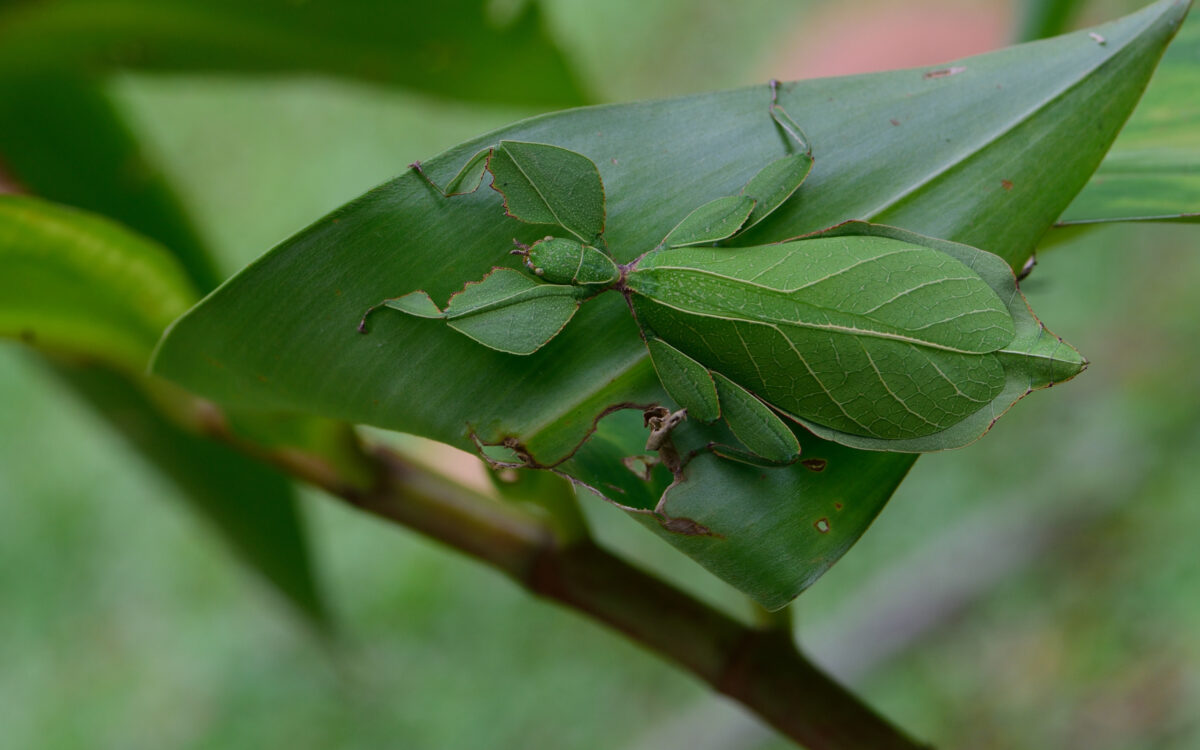 The Sting: The Role of Fraud in Nature