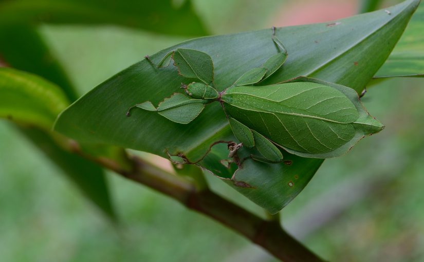 The Sting: The Role of Fraud in Nature