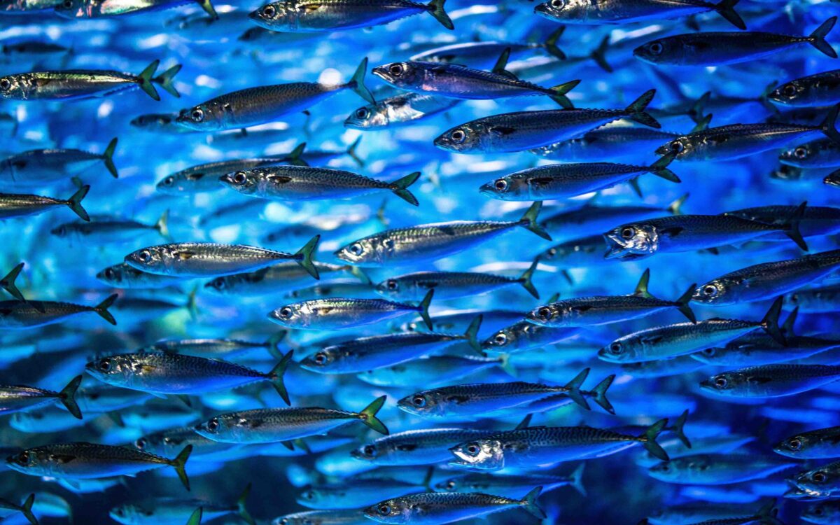 Underwater Soundscapes: What Can We Learn by Listening? Meet GLUBS