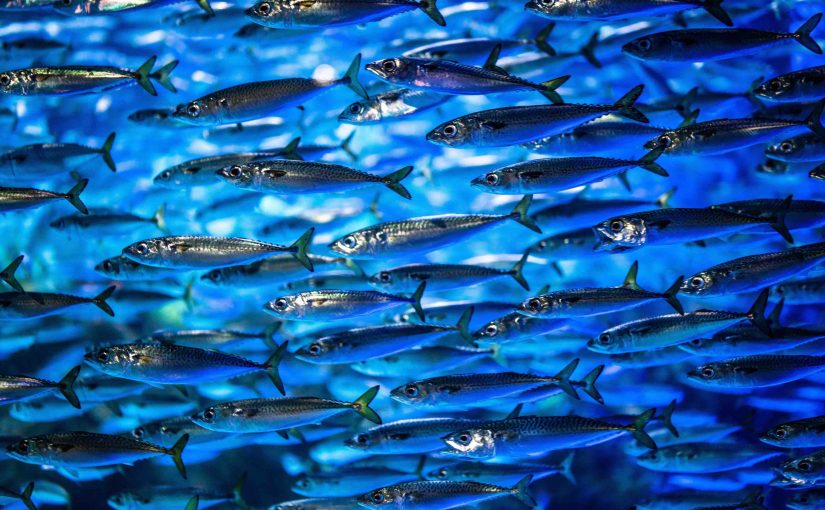 Underwater Soundscapes: What Can We Learn by Listening? Meet GLUBS