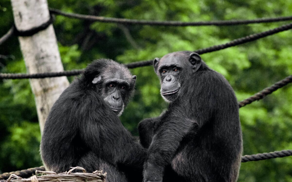 Different: Gender Through the Eyes of a Primatologist | Frans de Waal