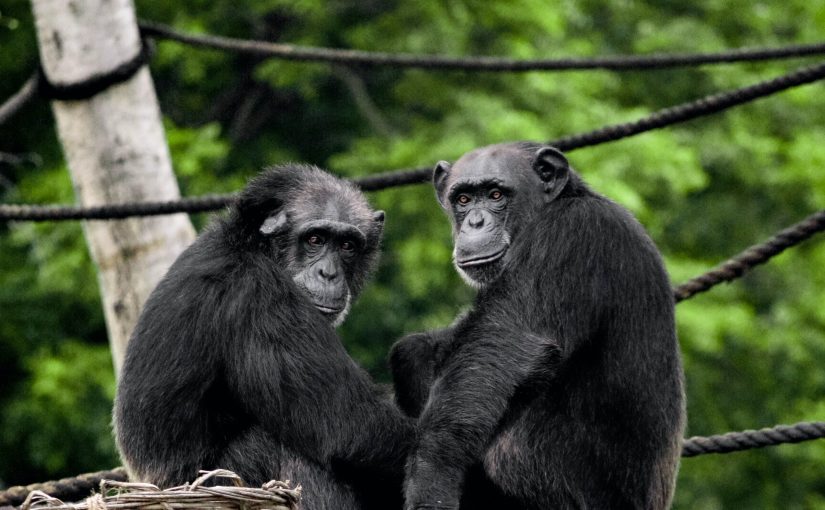 Different: Gender Through the Eyes of a Primatologist | Frans de Waal
