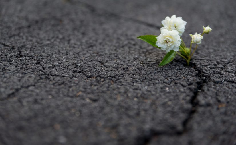 Deep Community Resilience: Preparing for the Coming Age, Place-By-Place | Jason F. McLennan