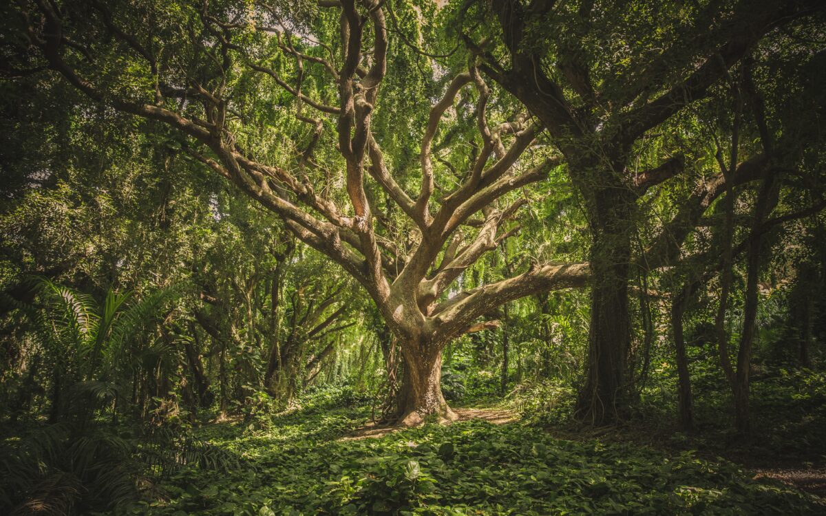 Navigating the Nexus – Nature, Culture & the Sacred