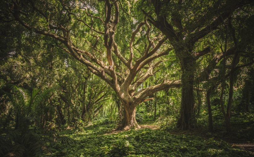 Navigating the Nexus – Nature, Culture & the Sacred