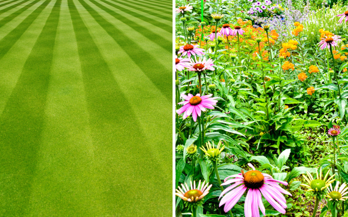 Why & How to Decolonize Your Yard