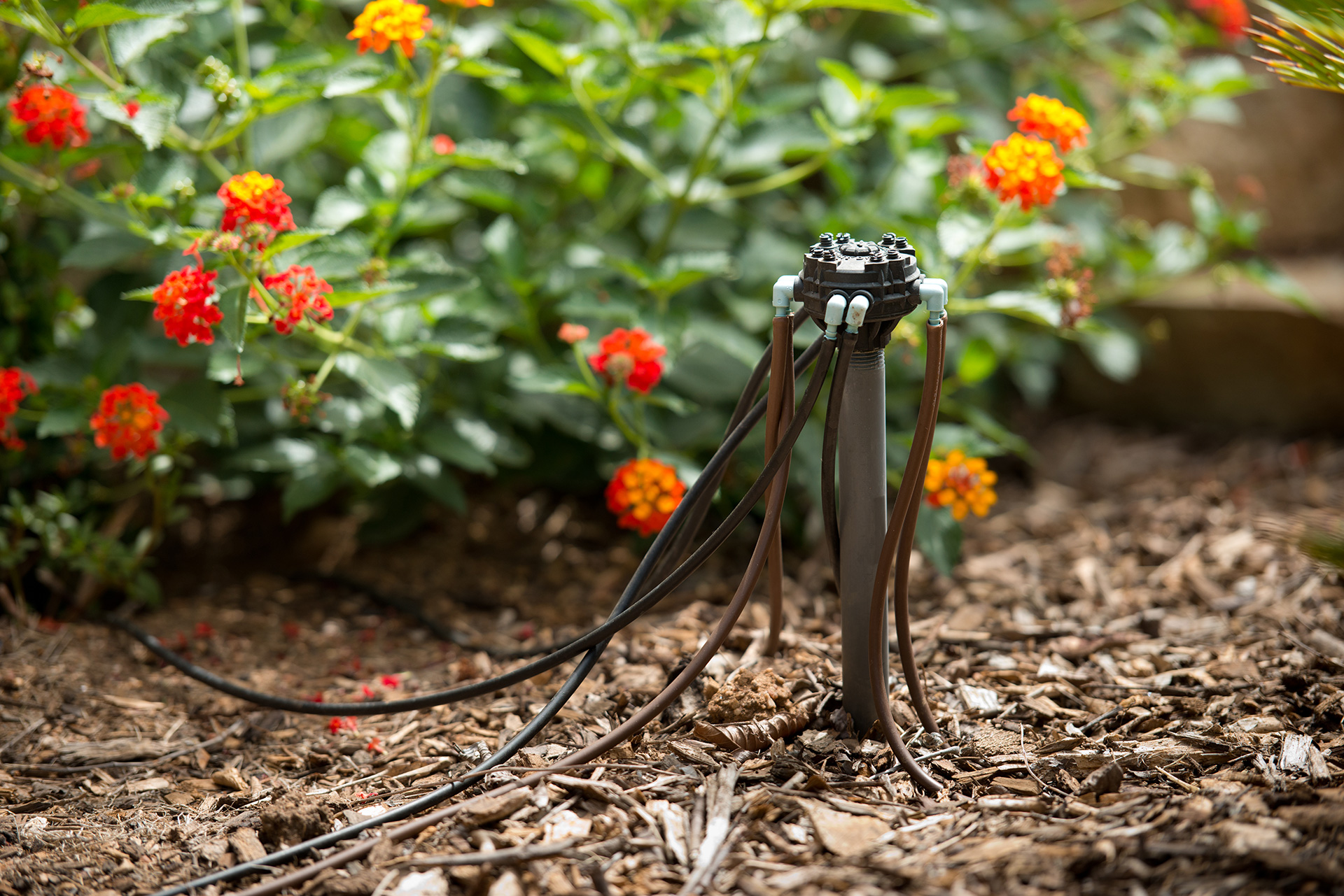 CDWR--drip-irrigation-scaled