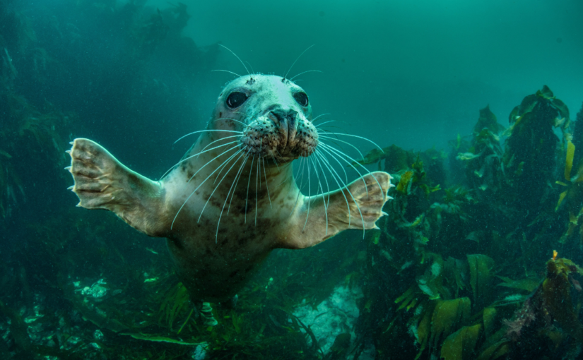 Rewilding: Nature’s Comeback