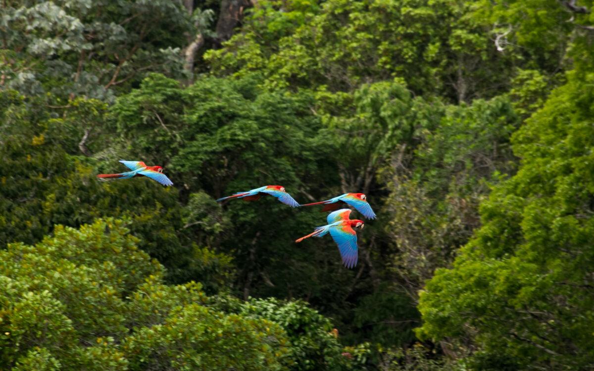 We can (and MUST) protect the Amazon