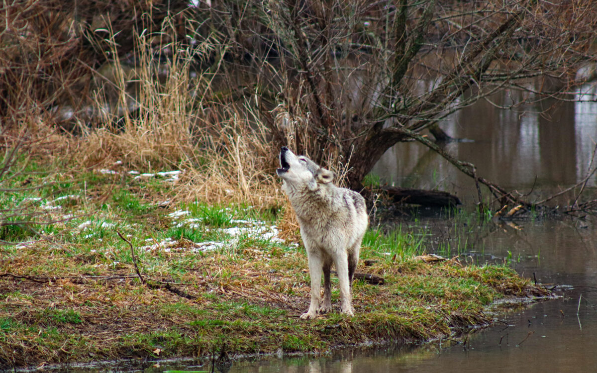 Wild Mammals Are Making a Comeback in Europe Thanks to Conservation Efforts