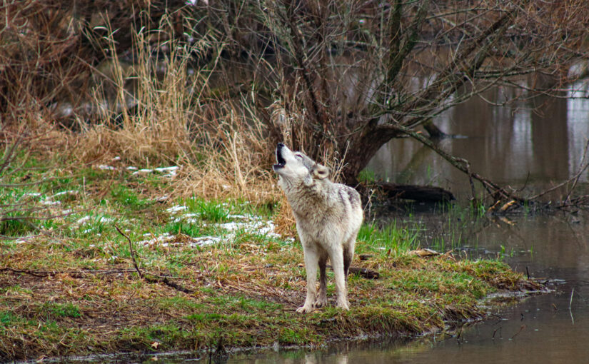 Wild Mammals Are Making a Comeback in Europe Thanks to Conservation Efforts