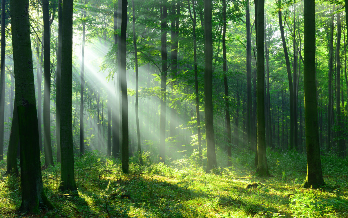 Making a Mini-Forest: The Miyawaki Method