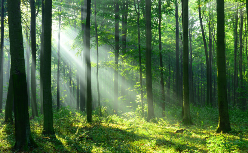 Making a Mini-Forest: The Miyawaki Method