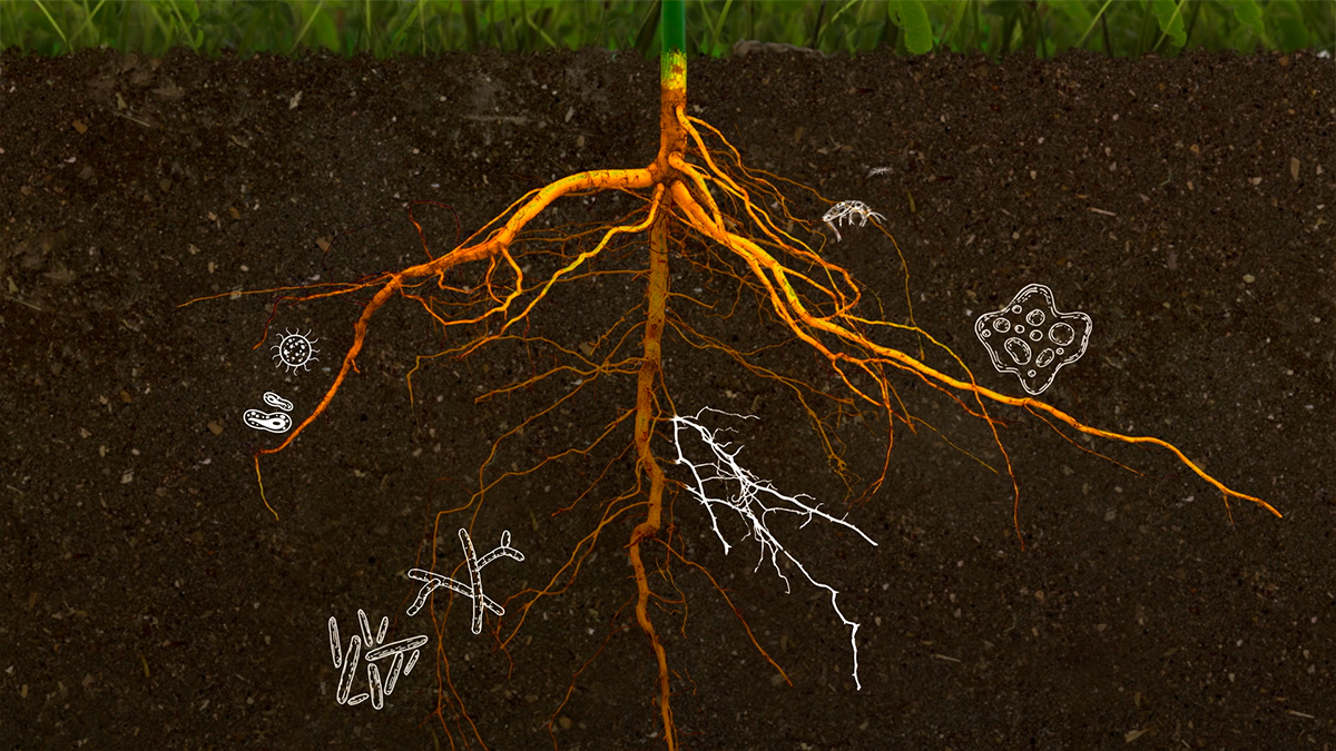 soil-video-screenshot