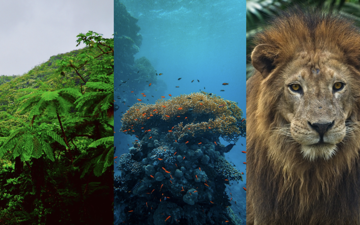 Protecting Biodiversity to Save Life on Earth
