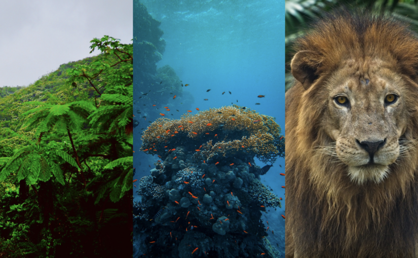 Protecting Biodiversity to Save Life on Earth
