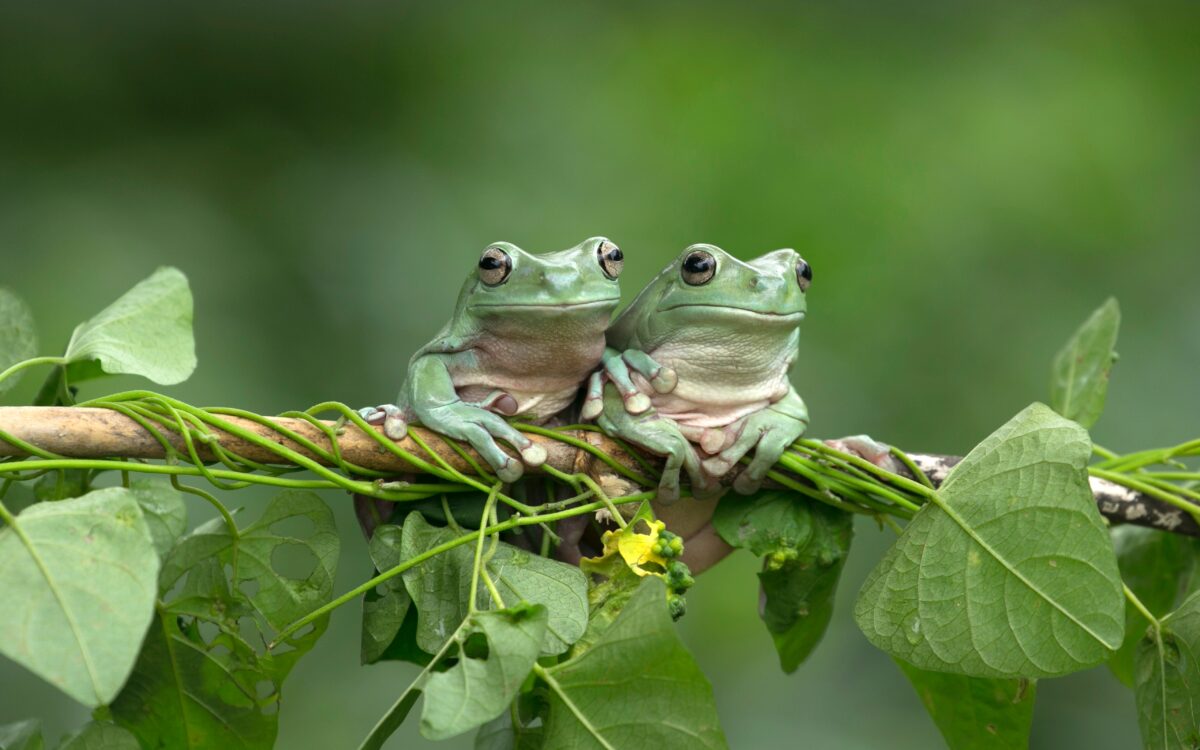 From Childhood Fascination to Frog Conservation: An Interview with Robin Moore