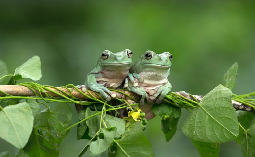 From Childhood Fascination to Frog Conservation: An Interview with Robin Moore