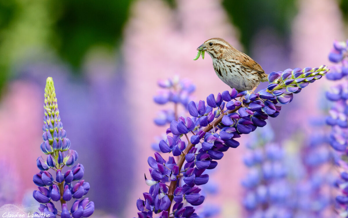 Farming with the Wild: An Interview with Jo Ann Baumgartner of the Wild Farm Alliance