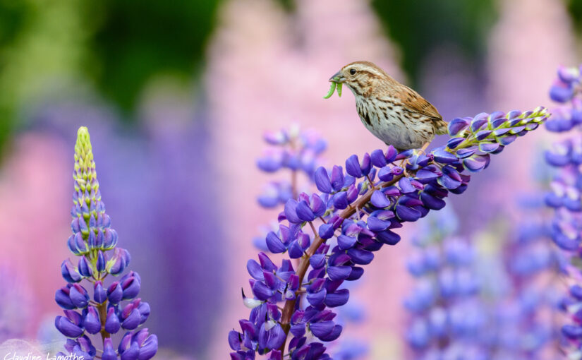 Farming with the Wild: An Interview with Jo Ann Baumgartner of the Wild Farm Alliance
