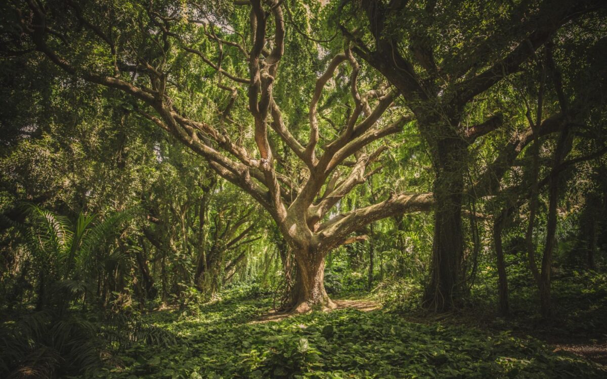 Revolutionizing Environmental Law: Exploring the Rights of Nature Movement