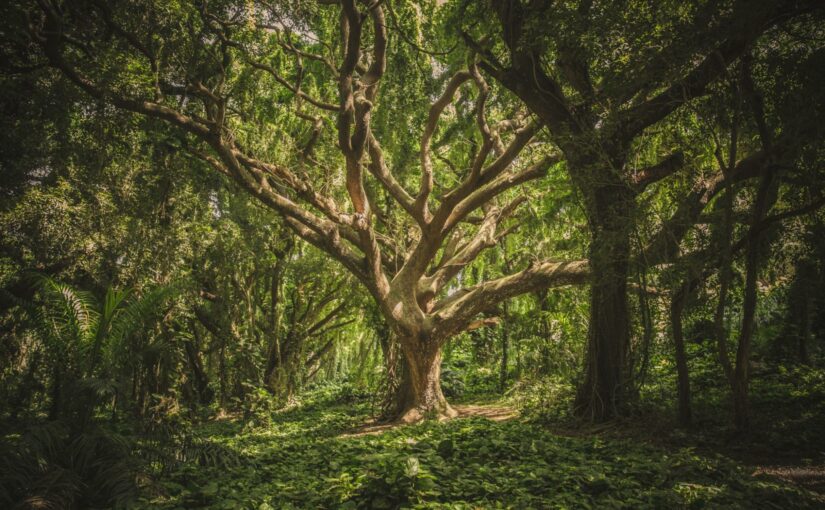 Revolutionizing Environmental Law: Exploring the Rights of Nature Movement
