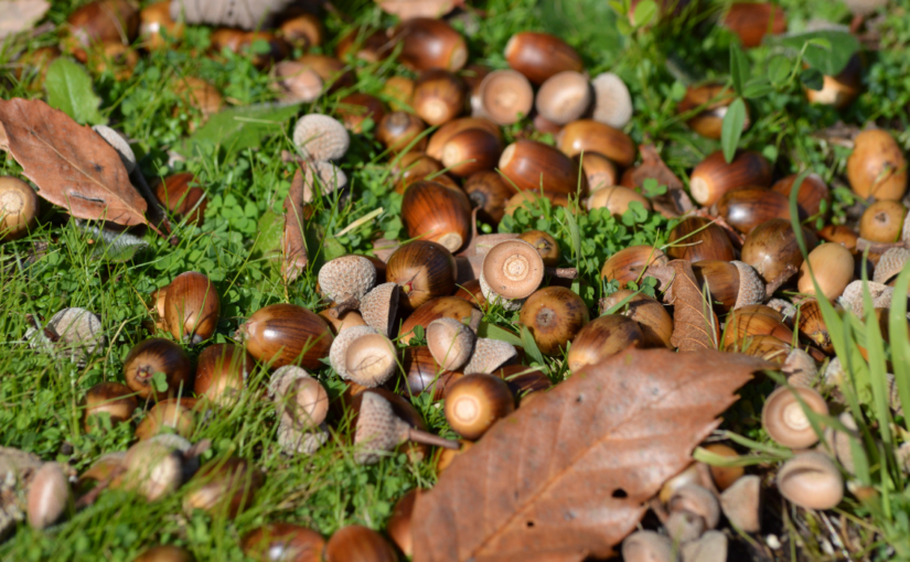 The Language of Trees | Acorn Bread Recipe