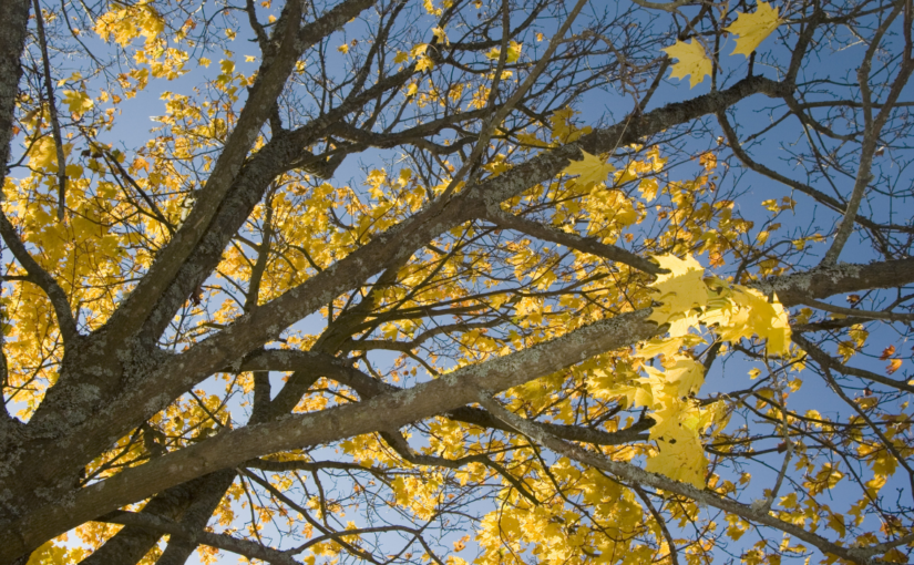 The Language of Trees, A Rewilding of Literature and Landscape | The Ojibwe New Year
