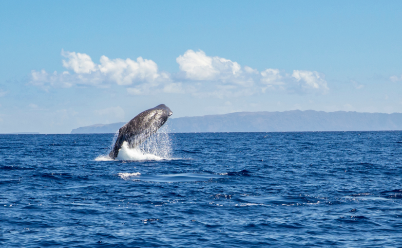 Unlocking the Cultural Secrets of Sperm Whales