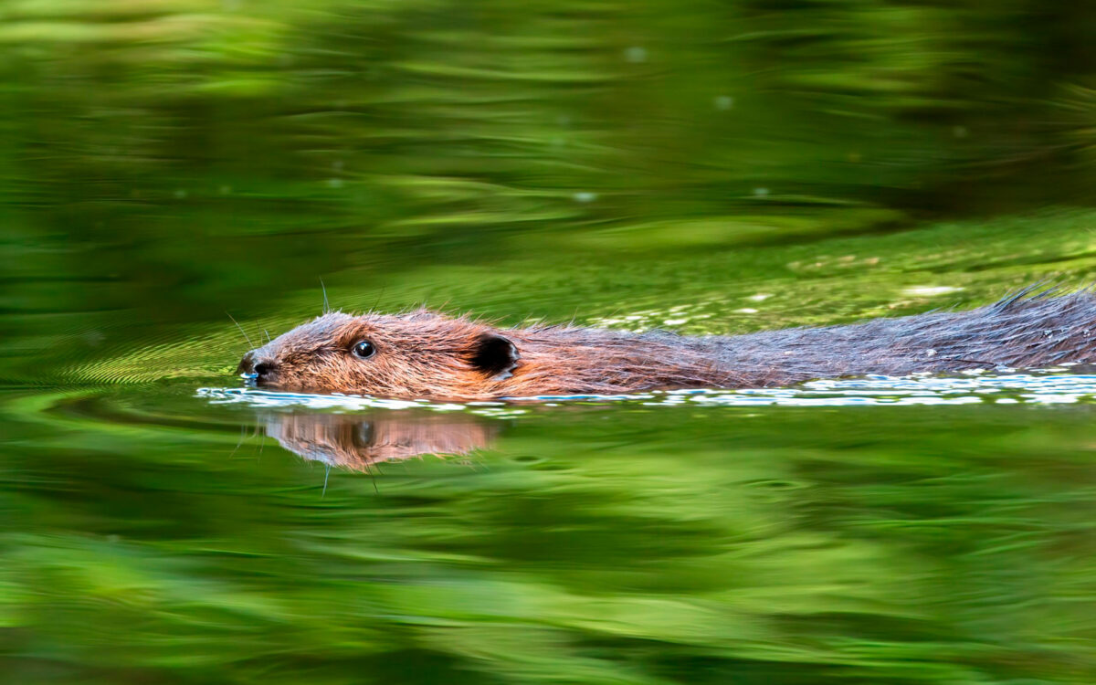 Beaver Believers: How to Restore Planet Water
