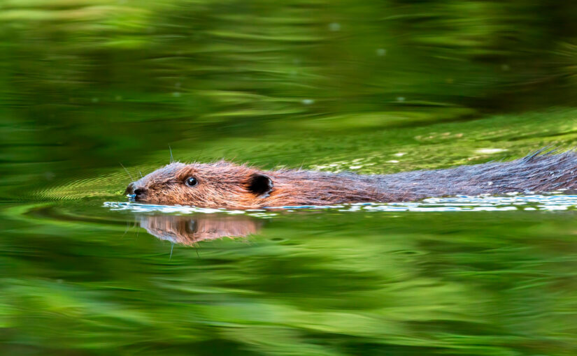 Beaver Believers: How to Restore Planet Water