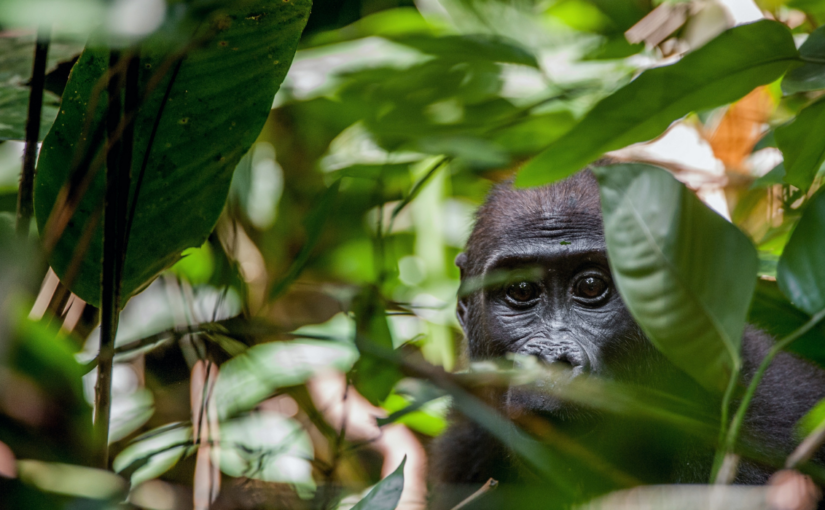 Uncovering the Complex Relationships of Non-Human Animals