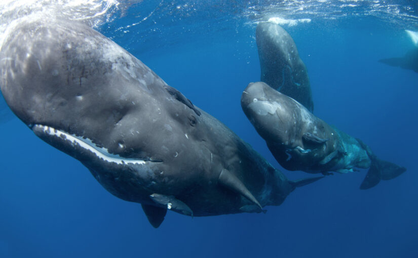 What Sperm Whale Communication Can Tell Us About Communities & Cultures Beneath the Ocean’s Surface
