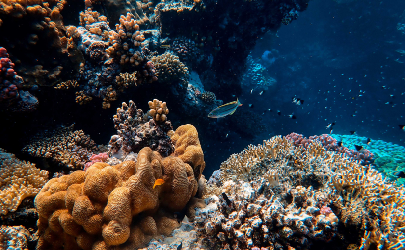 World Oceans Day: Explore the Sounds of the Sea