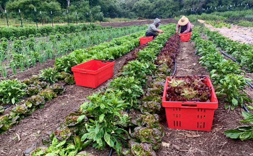 Farming as Medicine: An Interview with Rupa Marya, MD