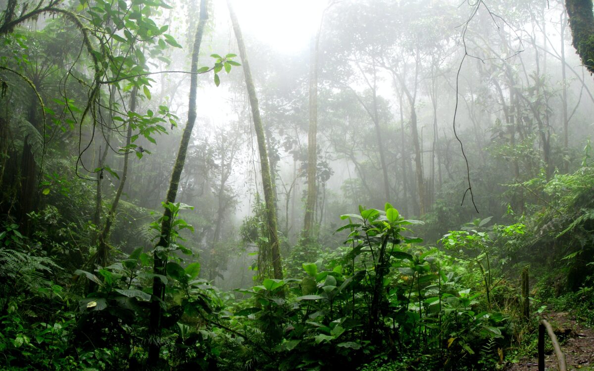 Rights of Nature: An Interview with Thomas Linzey