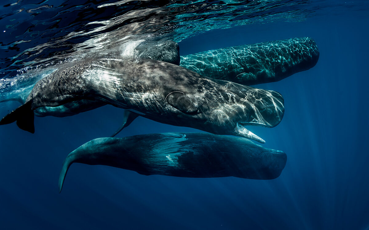 Deep Listening: Whale Culture, Interspecies Communication, and Knowing Your Place
