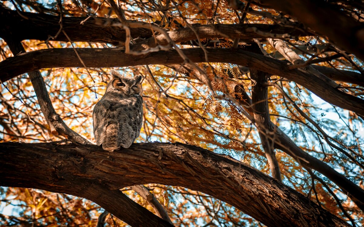 What Carl Safina Learned from an Orphaned Screech Owl Named Alfie
