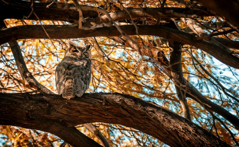 What Carl Safina Learned from an Orphaned Screech Owl Named Alfie