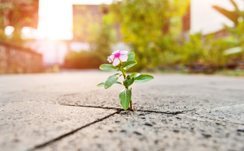 Choosing Hope: Reshaping Our Relationship with the Planet