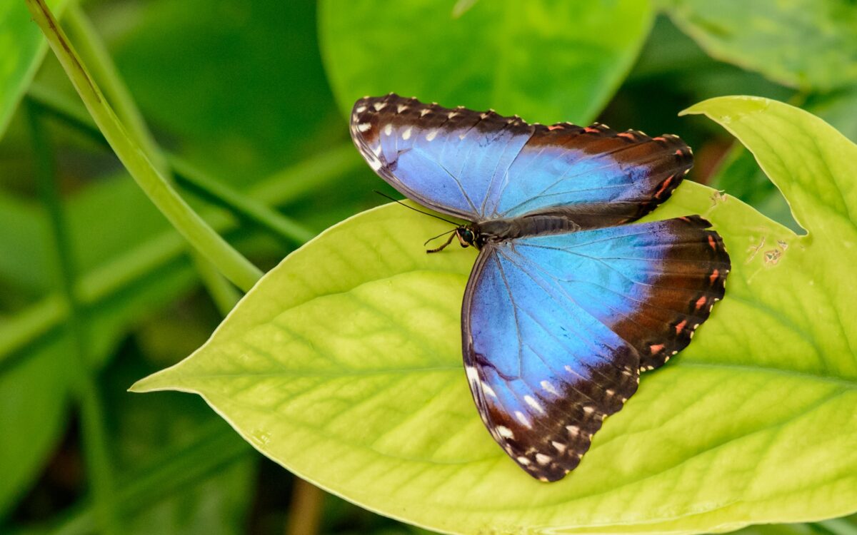 Unveiling Nature’s Secrets for Sustainable Innovation: A Journey from Inspiration to Implementation