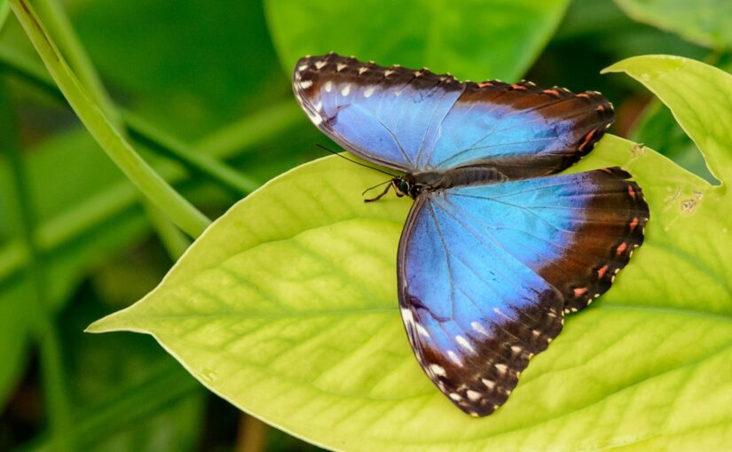 Unveiling Nature’s Secrets for Sustainable Innovation: A Journey from Inspiration to Implementation